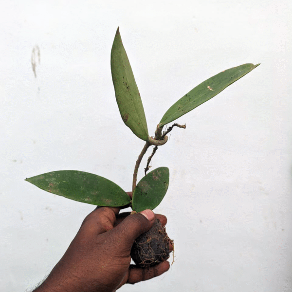 Hoya Paracetic Green - Image 2