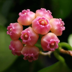 Hoya Heushkaliana Normal