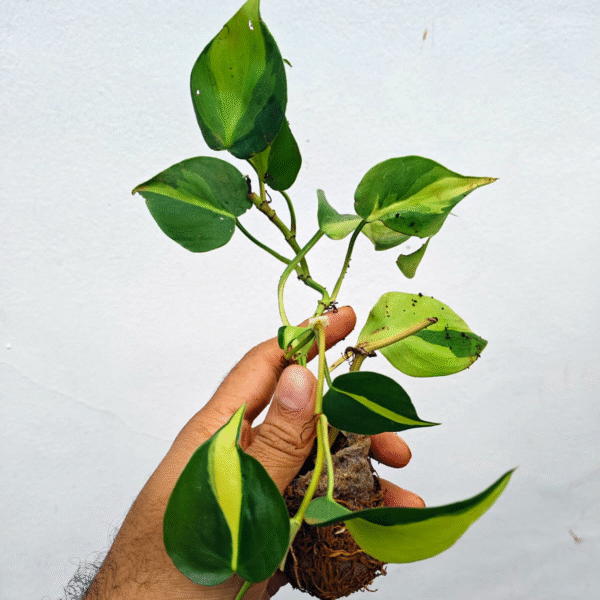 Brazil Pothos - Image 2