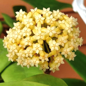 Hoya Incrassate