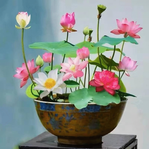 Lotus - Mixed (Red, Pink, White) - Image 2